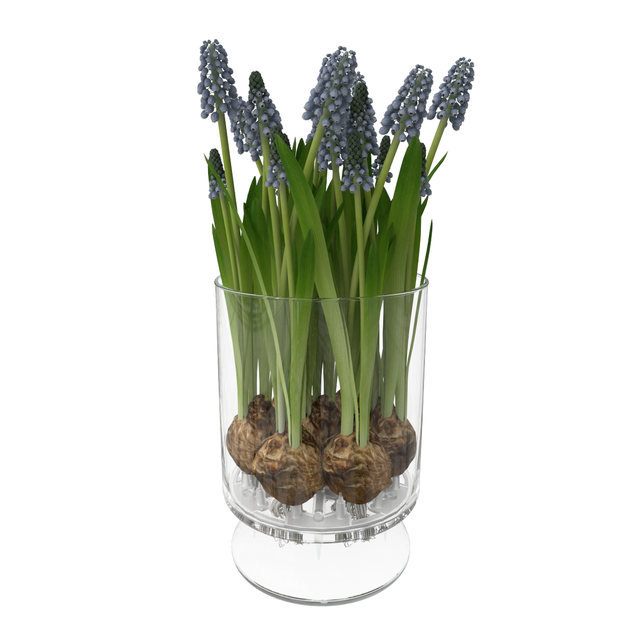 Muscari_vases_0002.png