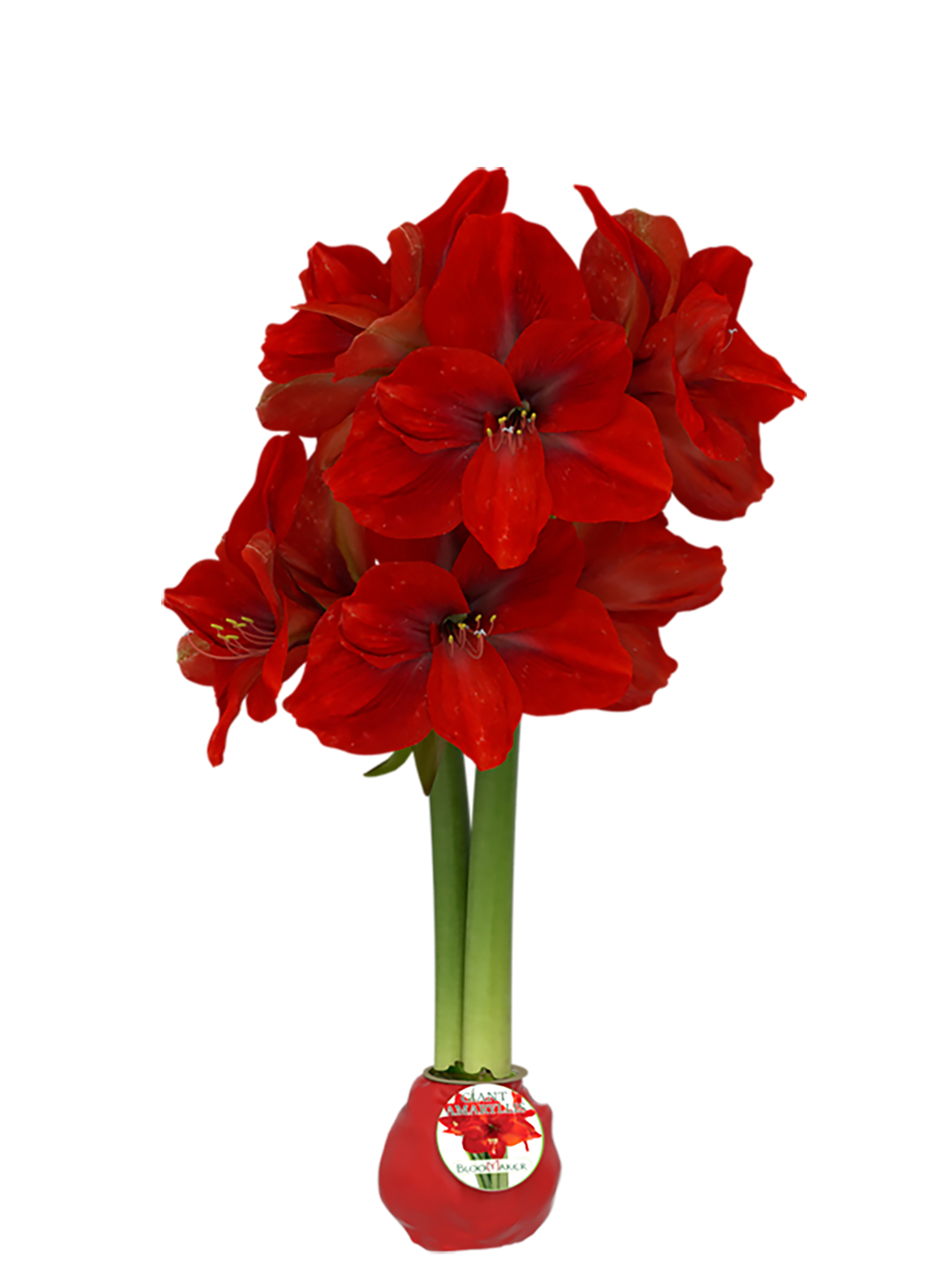 How To Care For Amaryllis Bulb In Wax Waxed Amaryllis » How do I care for my Waxed Amaryllis? – Bloomaker USA