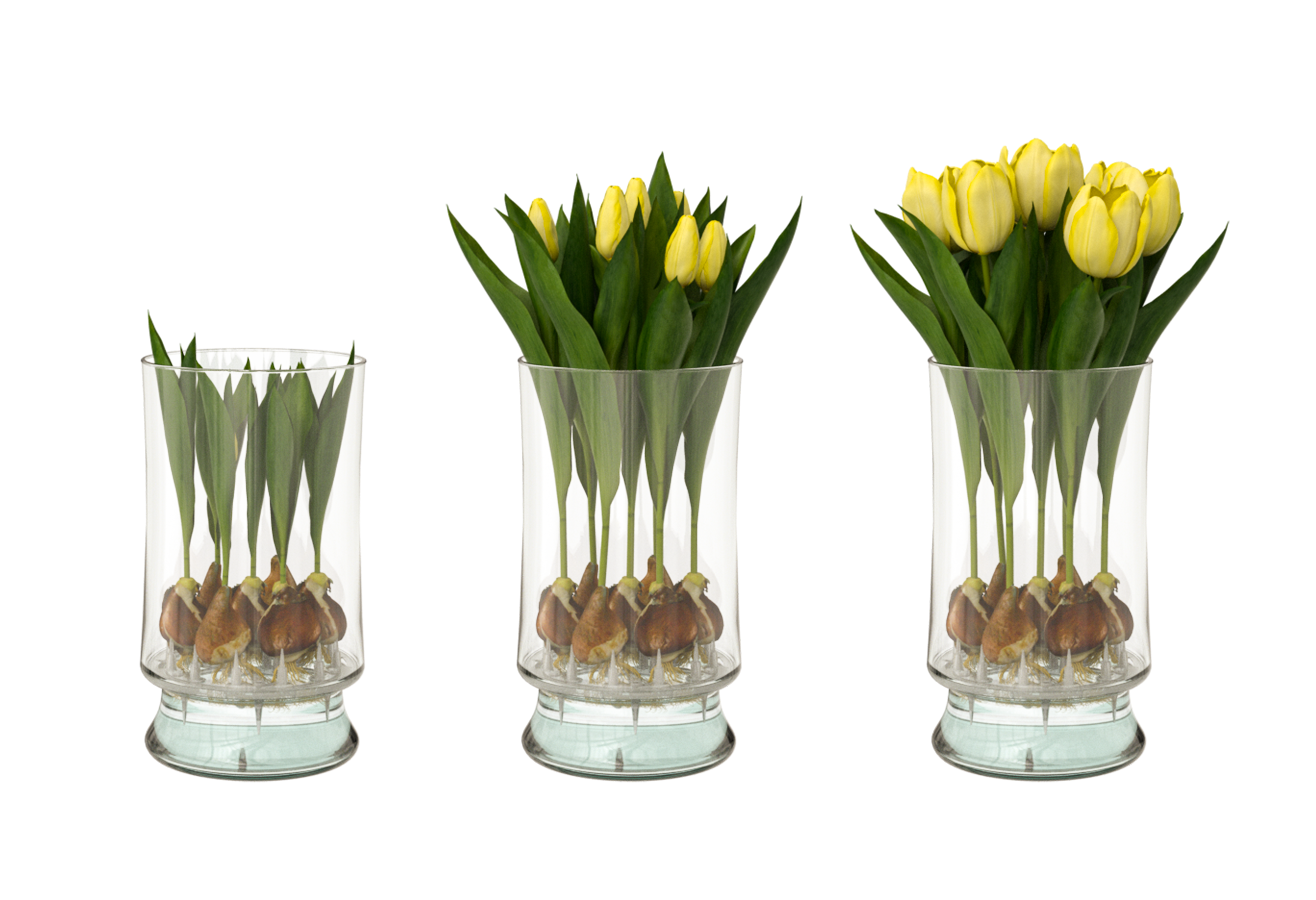 Yellow_tulips.png
