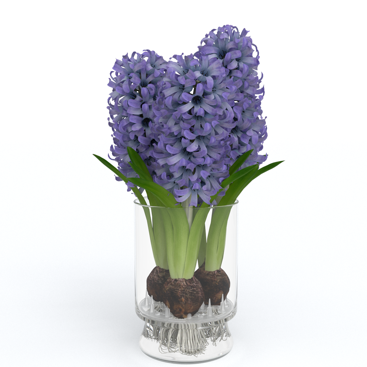 Hyacinth_vases.png