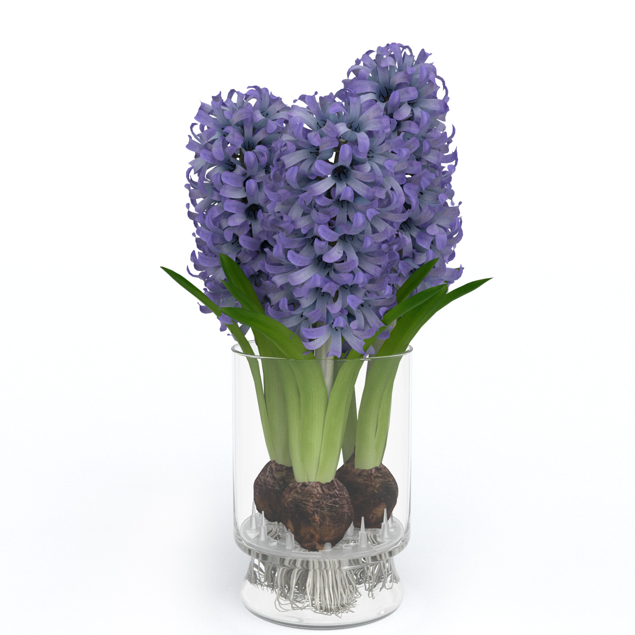 Hyacinth-hydroponic.jpg